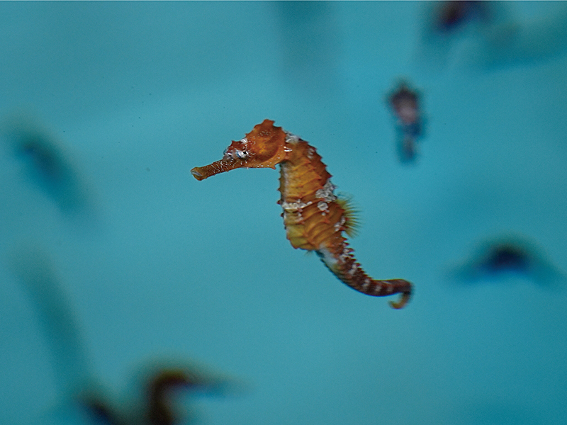 線紋海馬